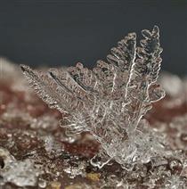 自然之美——结晶 冰雪 雪莲 雪地
