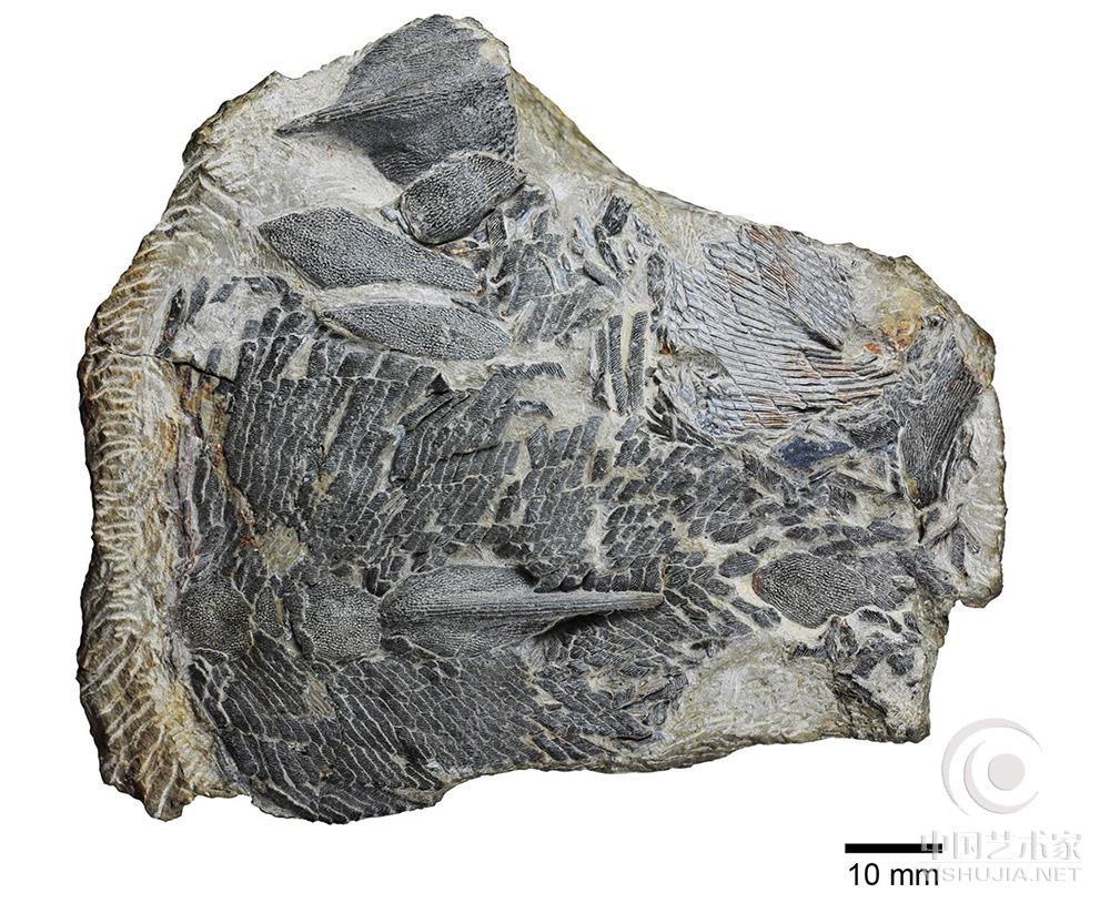  中科院科学家在云南曲靖市发现了一种4.2亿年前身披奇特鳞片的古鱼——丁氏甲鳞鱼化石，证明早在志留纪（4.44-4.19亿年前）地球就已经进入了“鱼类时代”。相关成果已于近日发表在国际期刊《公共科学图书馆-综合》上。  据论文通讯作者、中国科学院古脊椎动物与古人类研究所研究员朱敏介绍，这条丁氏甲鳞鱼约20多公分长，身体覆盖着厚密、坚硬的菱形鳞片。它的发现为探索有颌脊椎动物的早期分化及硬骨鱼类的起源提供了新的化石实证。