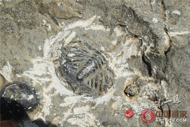 组图：重庆一中学现4亿年前海底生物化石 