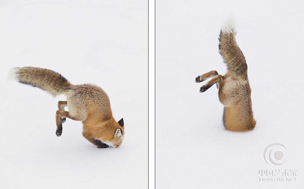 黄石公园抓拍到一只狐狸腾空而起钻入雪中猎食的画面