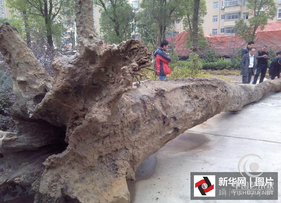 江西鄱阳湖古河道挖出6吨重乌木