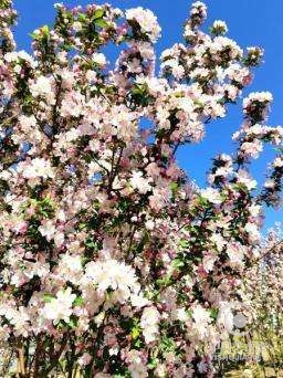娇容春色海棠花
