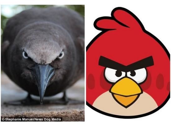 在毛里求斯海岛上有种名叫“玄燕鸥”的海鸟，有着长长的喙，通身灰色，让人惊奇的是它们总是瞪着一双愤怒的小眼，简直神似。