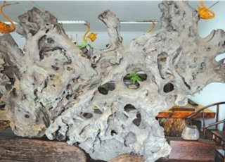 阴沉木酷似中国地图 出价300万不舍出手