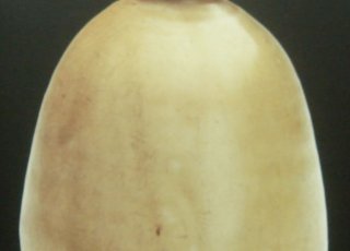 唐  越窑青瓷瓶状器