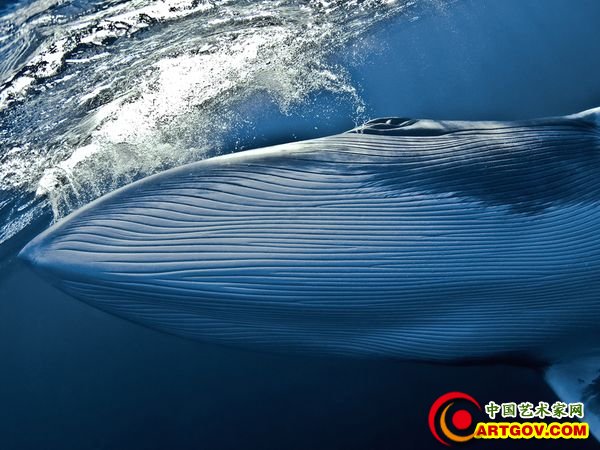 侏儒小须鲸 Dwarf Minke Whale