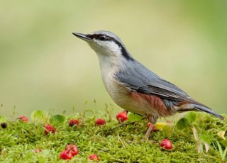 栖息处打鸟秘籍 利用喂食进行鸟类摄影