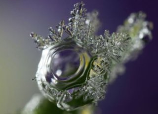 微距镜头展现美丽冰花：冻结露珠覆盖草叶
