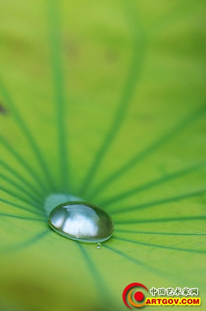 清水出芙蓉 换种思路拍荷花