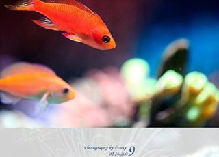 轻松几招教你生态水族摄影的基本技巧