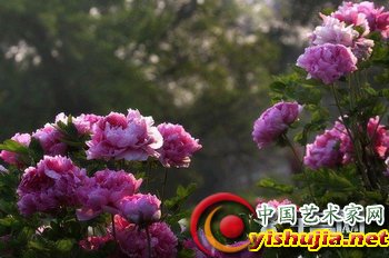 春来牡丹真国色 寻找百花之王的傲娇芳踪