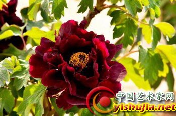 春来牡丹真国色 寻找百花之王的傲娇芳踪