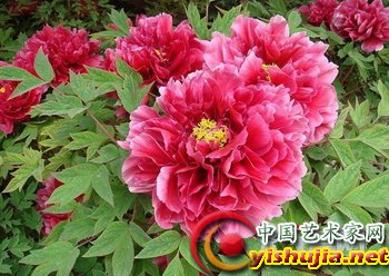 春来牡丹真国色 寻找百花之王的傲娇芳踪