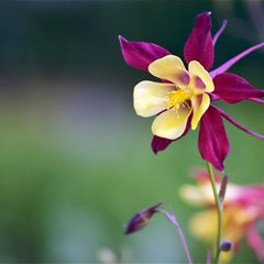 美丽猫爪花(耧斗菜)图片